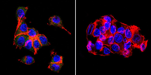 Immunocytochemistry/ Immunofluorescence - Anti-OATP1B1 + OATP1B3 antibody [MDQ] (AB15442), expandable thumbnail