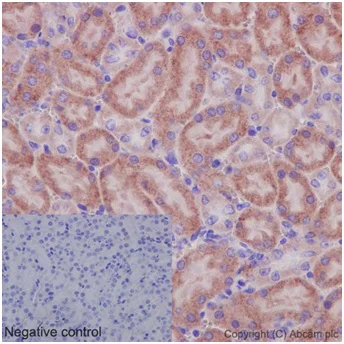 Immunohistochemistry (Formalin/PFA-fixed paraffin-embedded sections) - Anti-OATP5A1 antibody [EPR14395(2)] (AB191412)