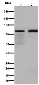 Western blot - Anti-OATP5A1 antibody [EPR14395(2)] (AB191412)