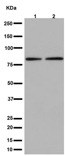Western blot - Anti-OATP5A1 antibody [EPR14395(2)] (AB191412)