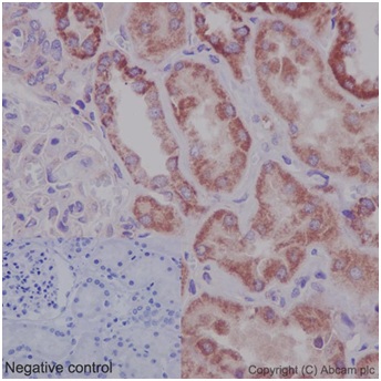 Immunohistochemistry (Formalin/PFA-fixed paraffin-embedded sections) - Anti-OATP5A1 antibody [EPR14395(2)] - BSA and Azide free (AB242407)