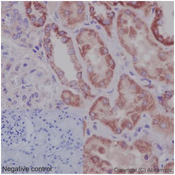 Immunohistochemistry (Formalin/PFA-fixed paraffin-embedded sections) - Anti-OATP5A1 antibody [EPR14395(2)] - BSA and Azide free (AB242407)