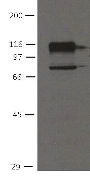 Western blot - Anti-OB Cadherin antibody [16G5] (AB151446)