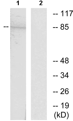 Western blot - Anti-OB Cadherin antibody (AB129760)