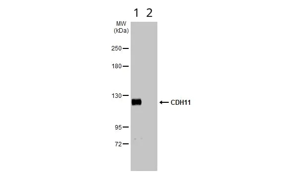 Western blot - Anti-OB Cadherin antibody (AB151302)