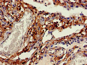 Immunohistochemistry (Formalin/PFA-fixed paraffin-embedded sections) - Anti-OB Cadherin antibody (AB223087)
