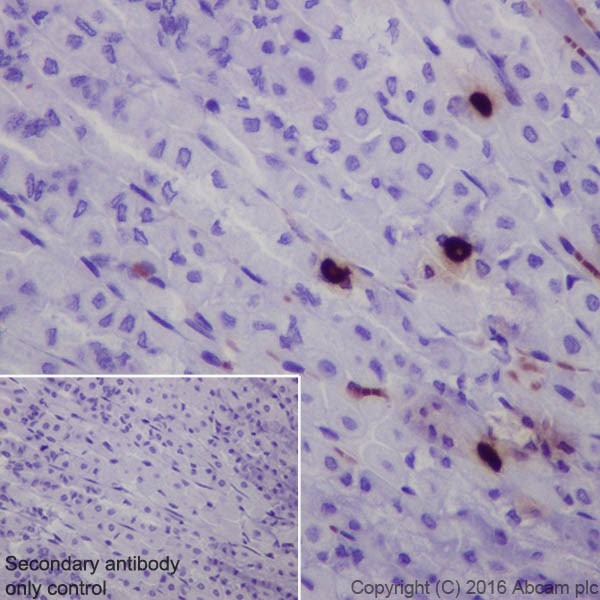 Immunohistochemistry (Formalin/PFA-fixed paraffin-embedded sections) - Anti-Obestatin antibody [EPR19972] (AB216575), expandable thumbnail