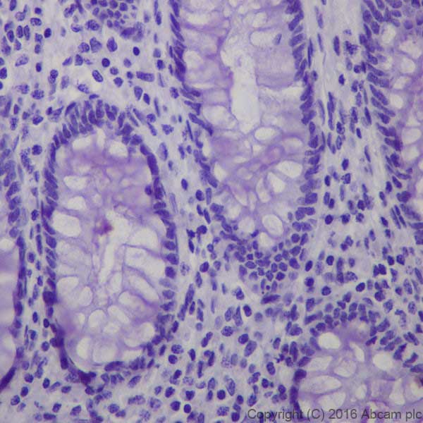 Immunohistochemistry (Formalin/PFA-fixed paraffin-embedded sections) - Anti-Obestatin antibody [EPR19972] (AB216575), expandable thumbnail