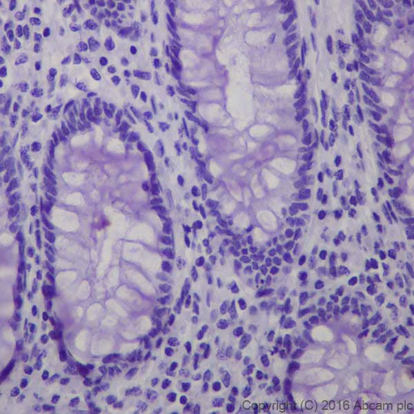 Immunohistochemistry (Formalin/PFA-fixed paraffin-embedded sections) - Anti-Obestatin antibody [EPR19972] (AB216575)