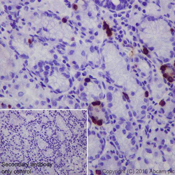 Immunohistochemistry (Formalin/PFA-fixed paraffin-embedded sections) - Anti-Obestatin antibody [EPR19972] (AB216575), expandable thumbnail