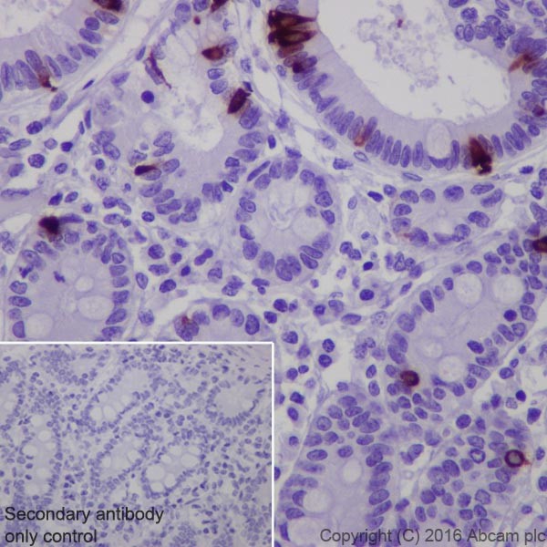 Immunohistochemistry (Formalin/PFA-fixed paraffin-embedded sections) - Anti-Obestatin antibody [EPR19972] (AB216575), expandable thumbnail