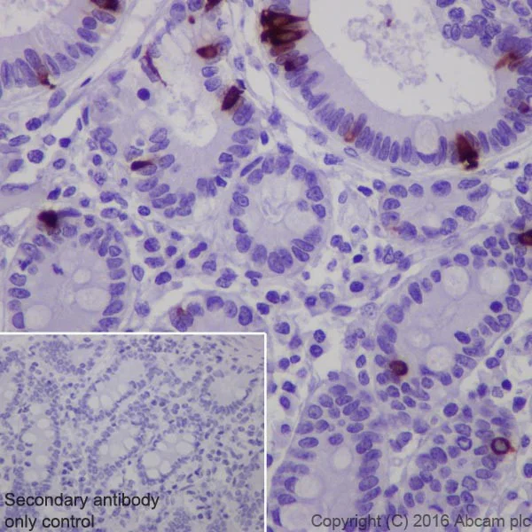 Immunohistochemistry (Formalin/PFA-fixed paraffin-embedded sections) - Anti-Obestatin antibody [EPR19972] (AB216575)