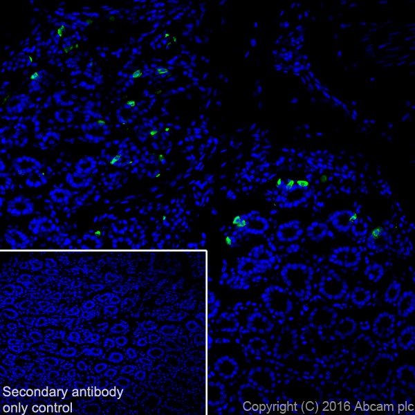 Immunohistochemistry (Frozen sections) - Anti-Obestatin antibody [EPR19972] (ab216575), expandable thumbnail