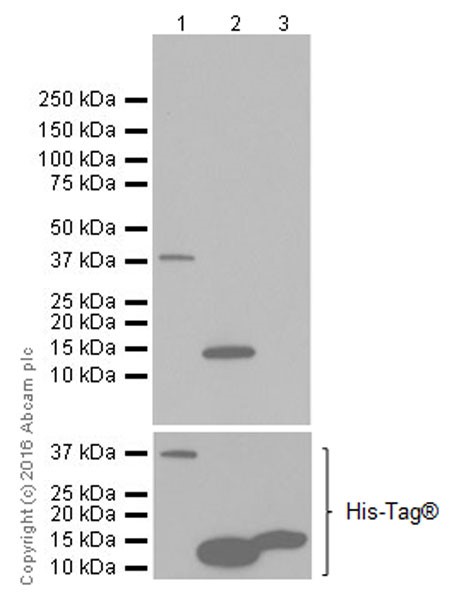 Western blot - Anti-Obestatin antibody [EPR19972] (AB216575), expandable thumbnail