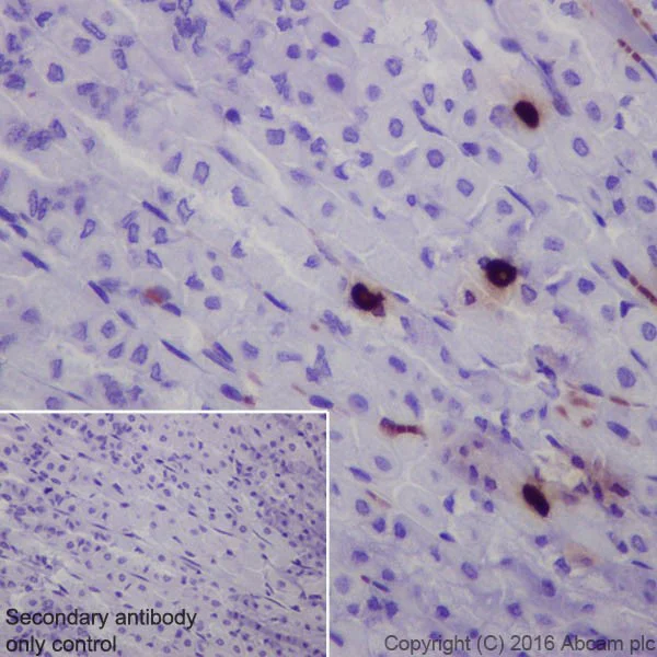 Immunohistochemistry (Formalin/PFA-fixed paraffin-embedded sections) - Anti-Obestatin antibody [EPR19972] - BSA and Azide free (AB251554)