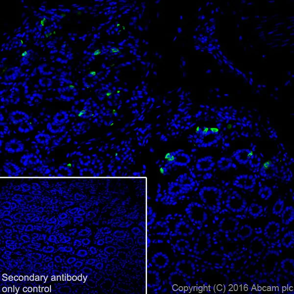 Immunohistochemistry (Frozen sections) - Anti-Obestatin antibody [EPR19972] - BSA and Azide free (AB251554)