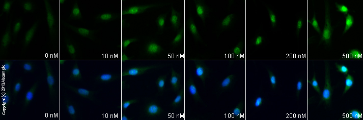 Functional Studies - Obestatin, endogenous peptide involved in feeding (AB120071), expandable thumbnail