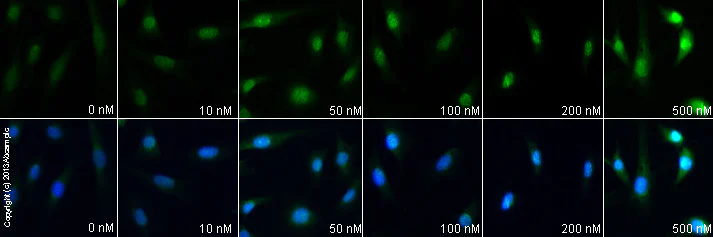Functional Studies - Obestatin, endogenous peptide involved in feeding (AB120071)