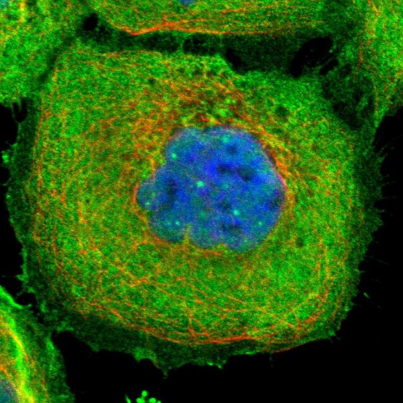 Immunocytochemistry - Anti-OBSCN antibody (AB121652), expandable thumbnail