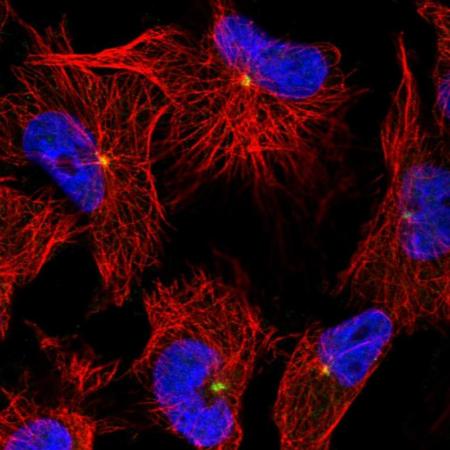 Immunocytochemistry/ Immunofluorescence - Anti-OBSL1 antibody (AB204075), expandable thumbnail