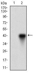 Western blot - Anti-OC-3 antibody [10B2F5] (AB181450), expandable thumbnail
