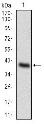 Western blot - Anti-OC-3 antibody [10B2F5] (AB181450), expandable thumbnail