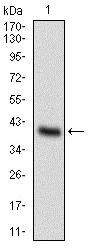 Western blot - Anti-OC-3 antibody [10B2F5] (AB181450)
