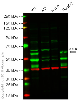 Western blot - Anti-Occludin antibody (AB31721)