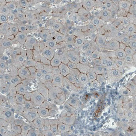 Immunohistochemistry (Formalin/PFA-fixed paraffin-embedded sections) - Anti-Occludin antibody [CL1555] (AB242202)