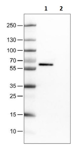 Western blot - Anti-Occludin antibody [CL1555] (AB242202)