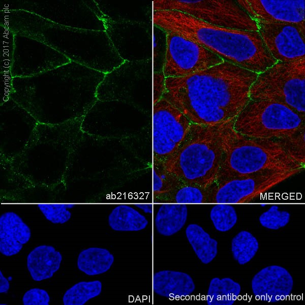 Immunocytochemistry/ Immunofluorescence - Anti-Occludin antibody [EPR20992] (AB216327), expandable thumbnail