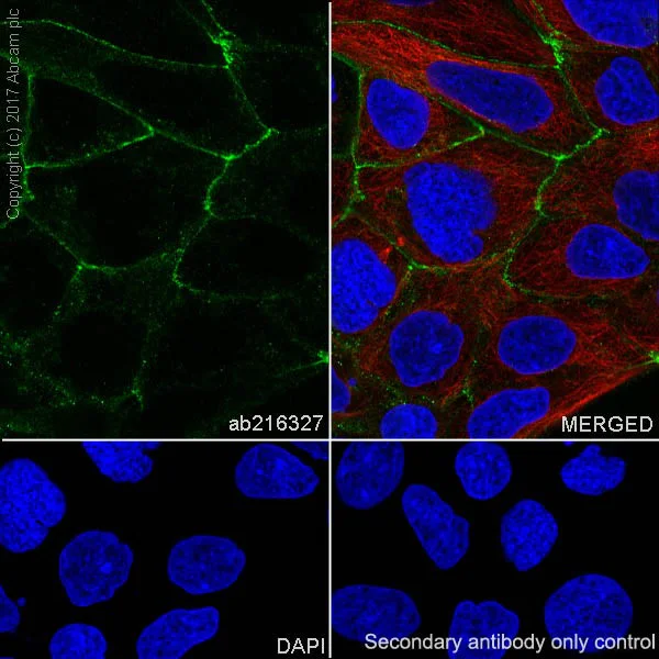 Immunocytochemistry/ Immunofluorescence - Anti-Occludin antibody [EPR20992] (AB216327)