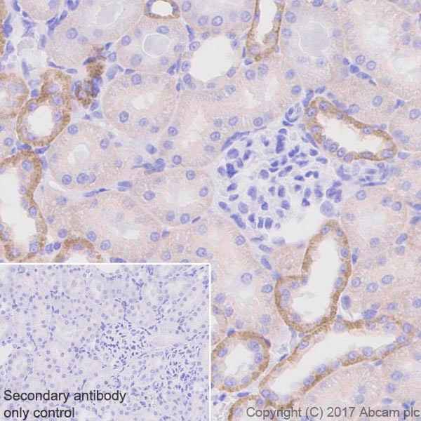 Immunohistochemistry (Formalin/PFA-fixed paraffin-embedded sections) - Anti-Occludin antibody [EPR20992] (ab216327), expandable thumbnail