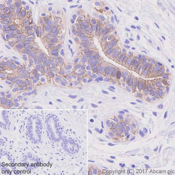 Immunohistochemistry (Formalin/PFA-fixed paraffin-embedded sections) - Anti-Occludin antibody [EPR20992] (ab216327), expandable thumbnail