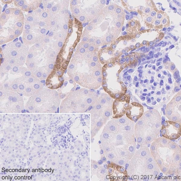 Immunohistochemistry (Formalin/PFA-fixed paraffin-embedded sections) - Anti-Occludin antibody [EPR20992] (ab216327), expandable thumbnail