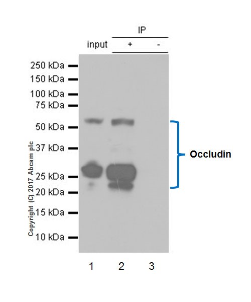 Immunoprecipitation - Anti-Occludin antibody [EPR20992] (ab216327), expandable thumbnail