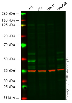 Western blot - Anti-Occludin antibody [EPR20992] (AB216327), expandable thumbnail