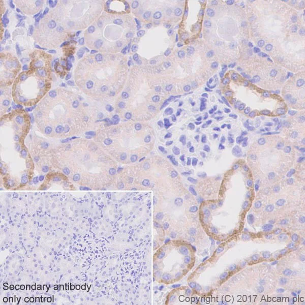 Immunohistochemistry (Formalin/PFA-fixed paraffin-embedded sections) - Anti-Occludin antibody [EPR20992] - BSA and Azide free (AB224526)