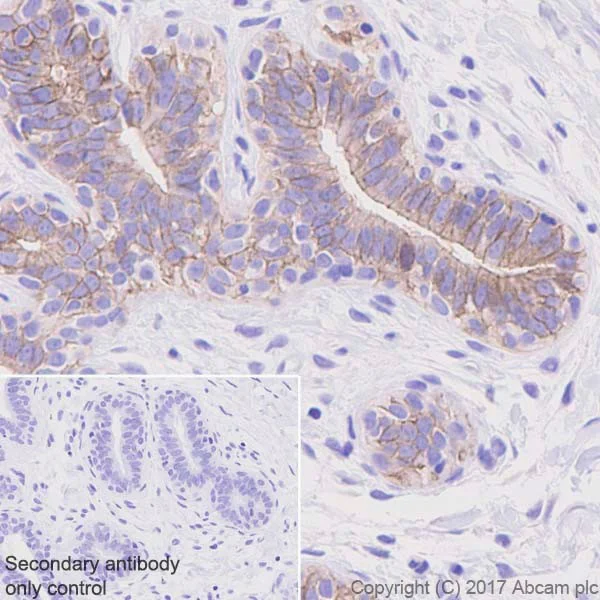 Immunohistochemistry (Formalin/PFA-fixed paraffin-embedded sections) - Anti-Occludin antibody [EPR20992] - BSA and Azide free (AB224526)