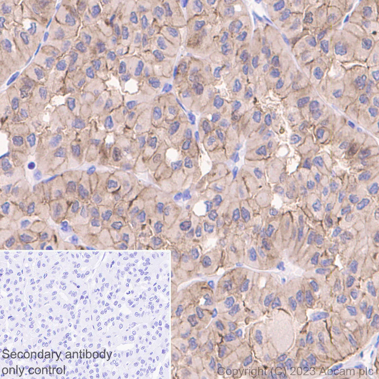 Immunohistochemistry (Formalin/PFA-fixed paraffin-embedded sections) - Anti-Occludin antibody [EPR20992] - BSA and Azide free (AB224526)