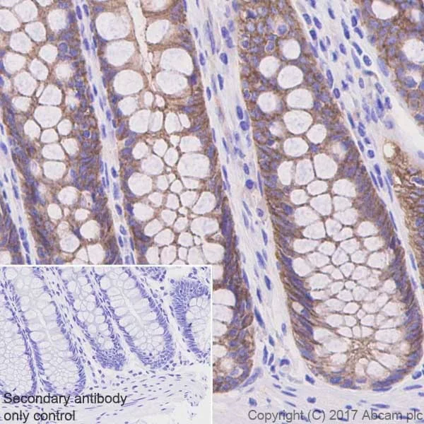 Immunohistochemistry (Formalin/PFA-fixed paraffin-embedded sections) - Anti-Occludin antibody [EPR20992] - BSA and Azide free (AB224526)