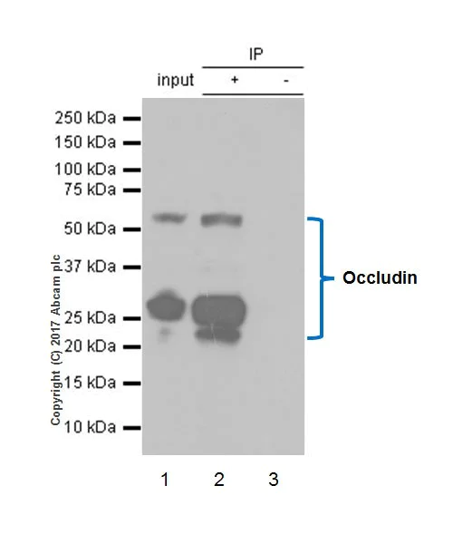 Immunoprecipitation - Anti-Occludin antibody [EPR20992] - BSA and Azide free (AB224526)