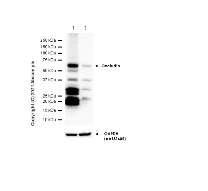 Western blot - Anti-Occludin antibody [EPR20992] - BSA and Azide free (AB224526)