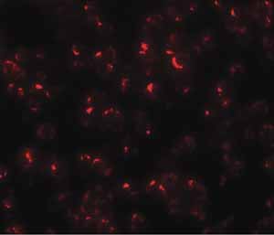 Immunocytochemistry/ Immunofluorescence - Anti-OCIAD1 antibody (AB91574), expandable thumbnail