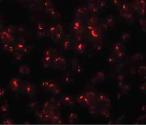 Immunocytochemistry/ Immunofluorescence - Anti-OCIAD1 antibody (AB91574)