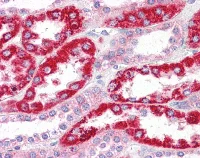 Immunohistochemistry (Formalin/PFA-fixed paraffin-embedded sections) - Anti-OCIAD2 antibody (AB118565)