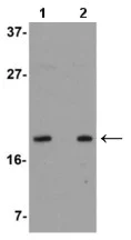 Western blot - Anti-OCIAD2 antibody (AB118565)