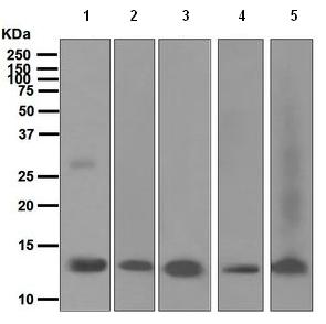 Western blot - Anti-OCM2 antibody [EPR5310] - BSA and Azide free (AB247929), expandable thumbnail