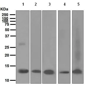 Western blot - Anti-OCM2 antibody [EPR5310] - BSA and Azide free (AB247929)