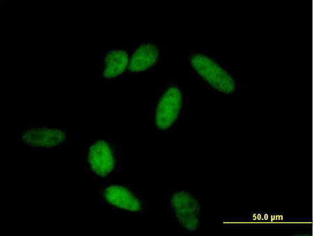 Immunocytochemistry/ Immunofluorescence - Anti-Oct-1 antibody (AB167483)